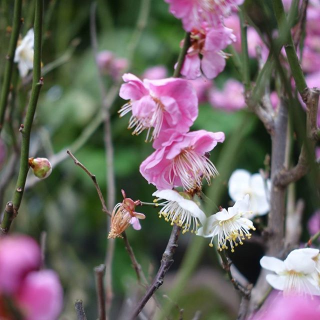 #梅　同じ枝にピンクと白が咲いています。持ってるカメラだとここまでしか寄れない　#instagram #instagramJapan #icujapan #top_pointfview #team_jp_ #teame_jp_西 #igersjp #ig_japan #wu_japan #ig_nihon #wow_nihon #love_nippon #ig_nippon #love_nippon #ip_gallery #photoisland #Fukuoka #福岡 #ip_connect #flower #ume #はなまっぷ　#花フレンド　#ザ花部