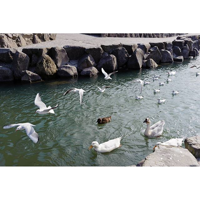 なんかいっぱい　#instagram #instagramJapan #icujapan #top_pointfview #team_jp_ #teame_jp_西 #igersjp #ig_japan #wu_japan #ig_nihon #wow_nihon #love_nippon #ig_nippon #love_nippon #ip_gallery #photoisland #Fukuoka #福岡 #ip_connect #カモ