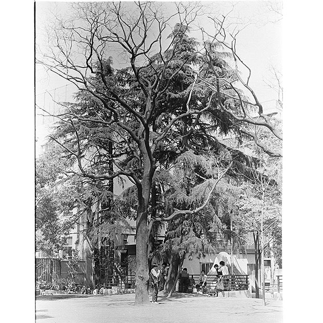 #公園　#instagram #instagramJapan #icu_japan #top_pointfview #team_jp_ #teame_jp_モノクロ #igersjp #ig_japan #IGersJP #wu_japan #ig_nihon #wow_nihon #love_nippon #ig_nippon #love_nippon #ip_gallery #photoisland #Fukuoka  #ip_connect #ink361 #Park #モノクロ　#フィルム　#Neopan