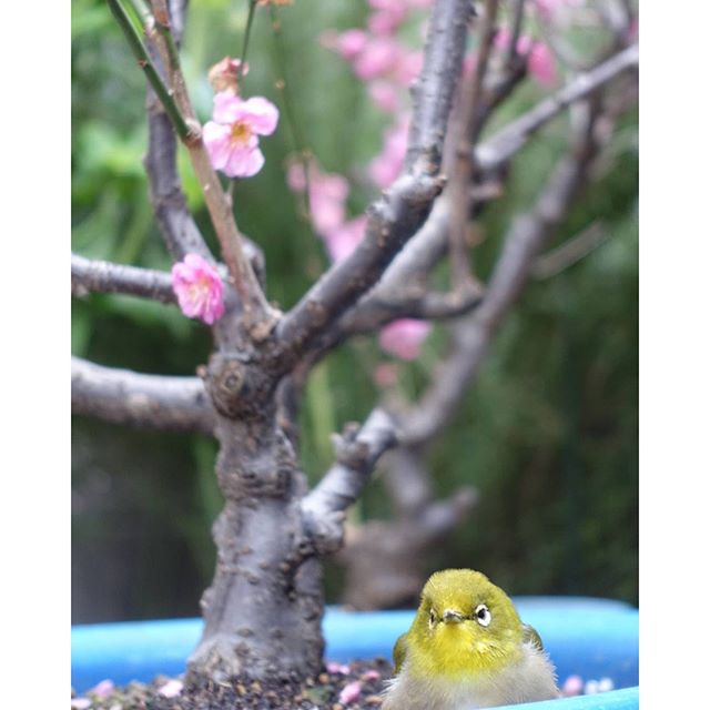 #メジロ 梅の鉢植えにメジロがきました。頭を撫でても大人しくしてます。#instagram #instagramJapan #icu_japan #top_pointfview #team_jp_ #teame_jp_西 #igersjp #ig_japan #IGersJP #wu_japan #ig_nihon #wow_nihon #love_nippon #ig_nippon #love_nippon #ip_gallery #photoisland #Fukuoka  #ip_connect #ink361