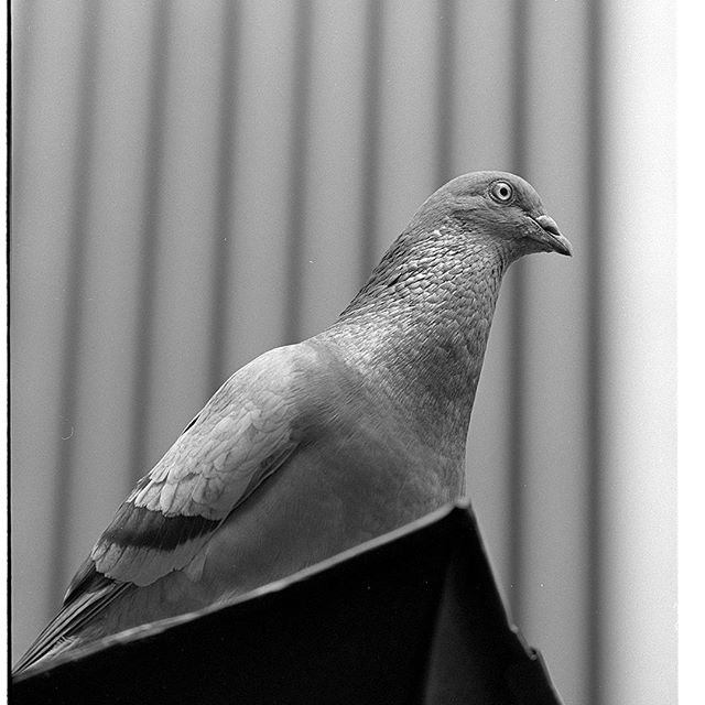 #はとぽっぽ #instagram #instagramJapan #icu_japan #top_pointfview #team_jp_ #team_jp_モノクロ #igersjp #ig_japan #IGersJP #wu_japan #ig_nihon #wow_nihon #love_nippon #ig_nippon #love_nippon #ip_gallery #photoisland #Fukuoka  #ip_connect #ink361 #followme #写真好きな人と繋がりたい #ファインダー越しの私の世界 #モノクロ #フィルム #trix #鳩