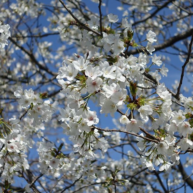 #桜　#instagramers #instagramJapan #icu_japan #top_pointfview #team_jp_ #team_jp_西 #ig_photooftheday #ig_japan #igersjp  #wu_japan #ig_nihon #Lovers_Nippon  #ig_nippon #love_nippon #ip_gallery #photoisland #Fukuoka  #ip_connect #tokyocameraclub #東京カメラ部 #ink361_asia #写真好きな人と繋がりたい #ファインダー越しの私の世界 #はなまっぷ #花フレンド #ザ花部