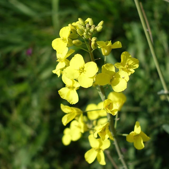 #instagramers #instagramJapan #icu_japan #top_pointfview #team_jp_ #team_jp_西 #ig_photooftheday #ig_japan #igersjp  #wu_japan #ig_nihon #Lovers_Nippon  #ig_nippon #love_nippon #ip_gallery #photoisland #Fukuoka  #ip_connect #tokyocameraclub #東京カメラ部 #ink361_asia #写真好きな人と繋がりたい #ファインダー越しの私の世界 #はなまっぷ #花フレンド #ザ花部