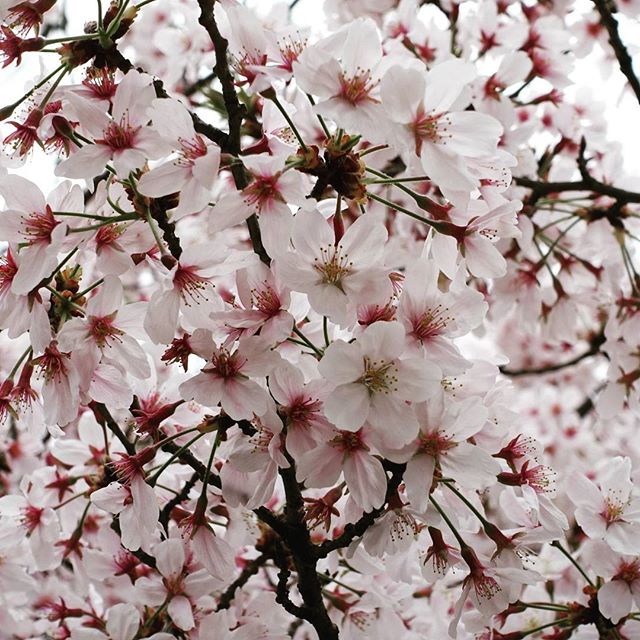 #instagramers #instagramJapan #icu_japan #top_pointfview #team_jp_ #team_jp_西 #ig_photooftheday #ig_japan #igersjp  #wu_japan #ig_nihon #Lovers_Nippon  #ig_nippon #love_nippon #ip_gallery #photoisland #Fukuoka  #ip_connect #tokyocameraclub #東京カメラ部 #ink361_asia #写真好きな人と繋がりたい #ファインダー越しの私の世界 　#はなまっぷ　#花フレンド 　#ザ花部 　#桜