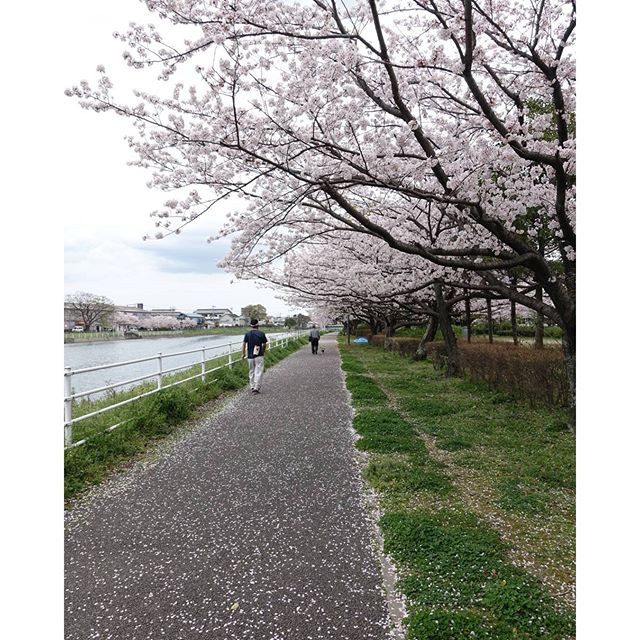 #instagramers #instagramJapan #icu_japan #top_pointfview #team_jp_ #team_jp_西 #ig_photooftheday #ig_japan #igersjp  #wu_japan #ig_nihon #Lovers_Nippon  #ig_nippon #love_nippon #ip_gallery #photoisland #Fukuoka  #ip_connect #tokyocameraclub #東京カメラ部 #ink361_asia #写真好きな人と繋がりたい #ファインダー越しの私の世界　#はなまっぷ　#花フレンド　#ザ花部　#桜