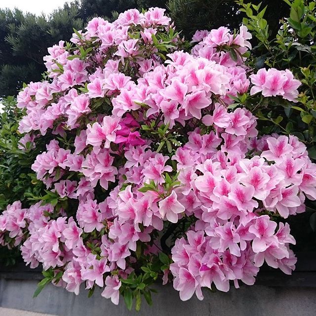 #instagramers #instagramJapan #icu_japan #top_pointfview #team_jp_ #team_jp_西 #ig_photooftheday #ig_japan #igersjp  #wu_japan #ig_nihon #Lovers_Nippon  #ig_nippon #love_nippon #ip_gallery #photoisland #Fukuoka  #ip_connect #tokyocameraclub #東京カメラ部 #ink361_asia #写真好きな人と繋がりたい #ファインダー越しの私の世界　#はなまっぷ#花フレンド　#ザ花部