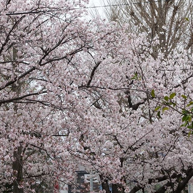 #instagramers #instagramJapan #icu_japan #top_pointfview #team_jp_ #team_jp_西 #ig_photooftheday #ig_japan #igersjp  #wu_japan #ig_nihon #Lovers_Nippon  #ig_nippon #love_nippon #ip_gallery #photoisland #Fukuoka  #ip_connect #tokyocameraclub #東京カメラ部 #ink361_asia #写真好きな人と繋がりたい #ファインダー越しの私の世界　#はなまっぷ #花フレンド #ザ花部 #桜