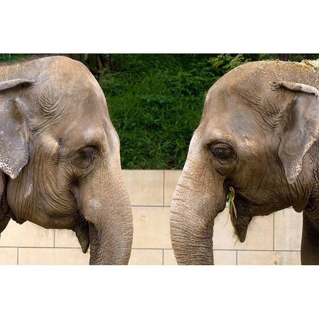 #象 #instagramers #instagramJapan #icu_japan #top_pointfview #team_jp_ #team_jp_西 #ig_photooftheday #ig_japan #igersjp  #wu_japan #ig_nihon #Lovers_Nippon  #ig_nippon #love_nippon #ip_gallery #photoisland #Fukuoka  #ip_connect #tokyocameraclub #東京カメラ部 #ink361_asia #写真好きな人と繋がりたい #ファインダー越しの私の世界