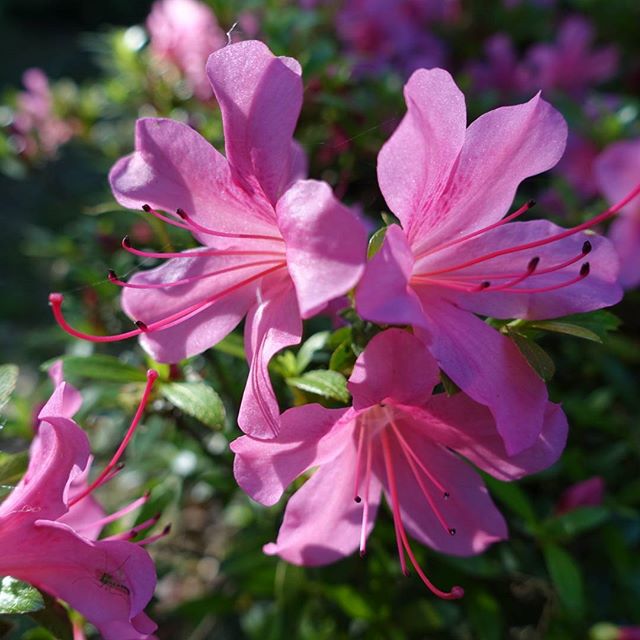 #instagramers #instagramJapan #icu_japan #top_pointfview #team_jp_ #team_jp_西 #ig_photooftheday #ig_japan #igersjp  #wu_japan #ig_nihon #Lovers_Nippon  #ig_nippon #love_nippon #ip_gallery #photoisland #Fukuoka  #ip_connect #tokyocameraclub #東京カメラ部 #ink361_asia #写真好きな人と繋がりたい #ファインダー越しの私の世界　#花フレンド　#はなまっぷ 　#ザ花部