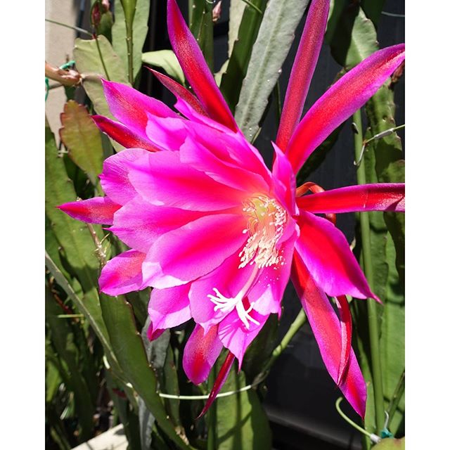 庭に咲いたサボテンの花　#instagramers #instagramJapan #icu_japan #top_pointfview #team_jp_ #team_jp_西 #ig_photooftheday #ig_japan #igersjp  #wu_japan #ig_nihon #Lovers_Nippon  #ig_nippon #love_nippon #ip_gallery #photoisland #Fukuoka  #ip_connect #tokyocameraclub #東京カメラ部 #ink361_asia #写真好きな人と繋がりたい #ファインダー越しの私の世界 #サボテン #はなまっぷ #花フレンド #ザ花部