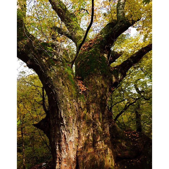 #instagramers #instagramJapan #icu_japan #top_pointfview #team_jp_ #team_jp_西 #ig_photooftheday #ig_japan #igersjp  #wu_japan #ig_nihon #Lovers_Nippon  #ig_nippon #love_nippon #ip_gallery #photoisland #Fukuoka  #ip_connect #tokyocameraclub #東京カメラ部 #ink361_asia #写真好きな人と繋がりたい #ファインダー越しの私の世界