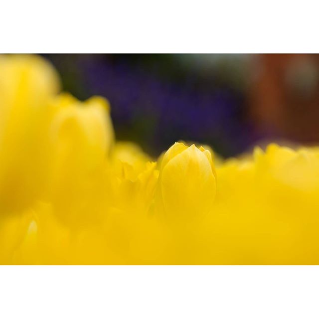 #instagramers #instagramJapan #icu_japan #top_pointfview #team_jp_ #team_jp_西 #ig_photooftheday #ig_japan #igersjp  #wu_japan #ig_nihon #Lovers_Nippon  #ig_nippon #love_nippon #ip_gallery #photoisland #Fukuoka  #ip_connect #tokyocameraclub #東京カメラ部 #ink361_asia #写真好きな人と繋がりたい #ファインダー越しの私の世界 #はなまっぷ #花フレンド #ザ花部