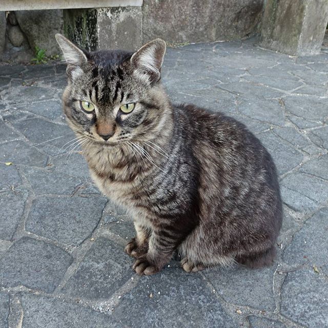 #野良猫　最近よく見かける猫です。#instagramers #instagramJapan #icu_japan #top_pointfview #team_jp_ #team_jp_西 #ig_photooftheday #ig_japan #igersjp  #wu_japan #ig_nihon #Lovers_Nippon  #ig_nippon #love_nippon #ip_gallery #photoisland #Fukuoka  #ip_connect #tokyocameraclub #東京カメラ部 #ink361_asia #写真好きな人と繋がりたい #ファインダー越しの私の世界 #ねこ部