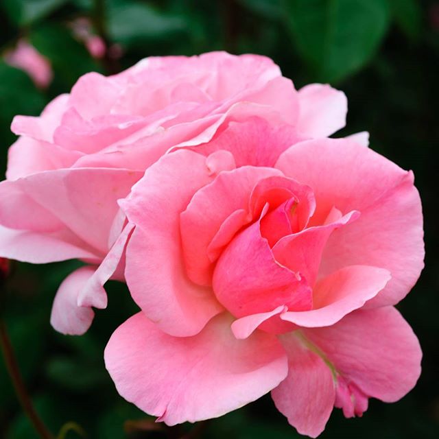 #instagramers #instagramJapan #icu_japan #top_pointfview #team_jp_ #team_jp_西 #ig_photooftheday #ig_japan #igersjp  #wu_japan #ig_nihon #Lovers_Nippon  #ig_nippon #love_nippon #ip_gallery #photoisland #Fukuoka  #ip_connect #tokyocameraclub #東京カメラ部 #ink361_asia #写真好きな人と繋がりたい #ファインダー越しの私の世界 #はなまっぷ薔薇2016 #花フレンド #ザ花部