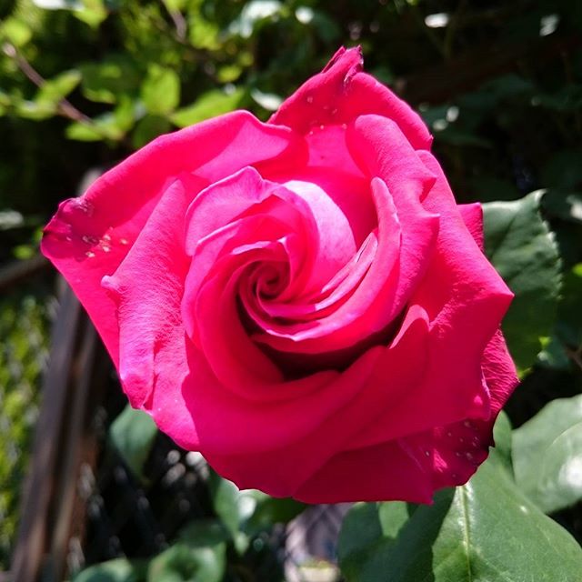 #instagramers #instagramJapan #icu_japan #top_pointfview #team_jp_ #team_jp_西 #ig_photooftheday #ig_japan #igersjp #wu_japan #ig_nihon #Lovers_Nippon #ig_nippon #love_nippon #ip_gallery #photoisland #Fukuoka #ip_connect #tokyocameraclub #東京カメラ部 #ink361_asia #写真好きな人と繋がりたい #ファインダー越しの私の世界 #はなまっぷ #花フレンド #ザ花部