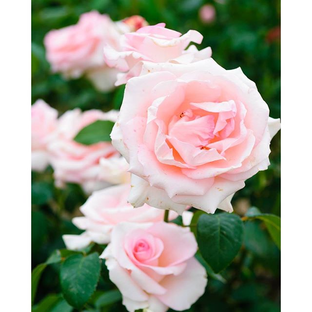 #instagramers #instagramJapan #icu_japan #top_pointfview #team_jp_ #team_jp_西 #ig_photooftheday #ig_japan #igersjp  #wu_japan #ig_nihon #Lovers_Nippon  #ig_nippon #love_nippon #ip_gallery #photoisland #Fukuoka  #ip_connect #tokyocameraclub #東京カメラ部 #ink361_asia #写真好きな人と繋がりたい #ファインダー越しの私の世界 #はなまっぷ薔薇2016 #花フレンド #ザ花部