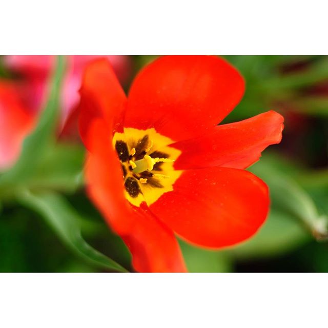 #instagramers #instagramJapan #icu_japan #top_pointfview #team_jp_ #team_jp_西 #ig_photooftheday #ig_japan #igersjp  #wu_japan #ig_nihon #Lovers_Nippon  #ig_nippon #love_nippon #ip_gallery #photoisland #Fukuoka  #ip_connect #tokyocameraclub #東京カメラ部 #ink361_asia #写真好きな人と繋がりたい #ファインダー越しの私の世界 #はなまっぷ #花フレンド #ザ花部