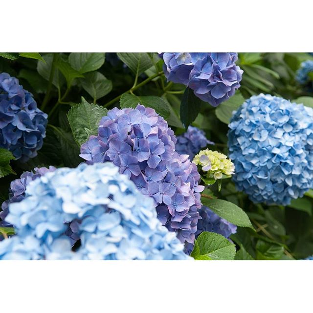 #紫陽花　#instagramers #instagramJapan #icu_japan #top_pointfview #team_jp_ #team_jp_西 #ig_photooftheday #ig_japan #igersjp  #wu_japan #ig_nihon #Lovers_Nippon  #ig_nippon #love_nippon #ip_gallery #photoisland #Fukuoka  #ip_connect #tokyocameraclub #東京カメラ部 #ink361_asia #写真好きな人と繋がりたい #ファインダー越しの私の世界　#はなまっぷ #花フレンド #ザ花部