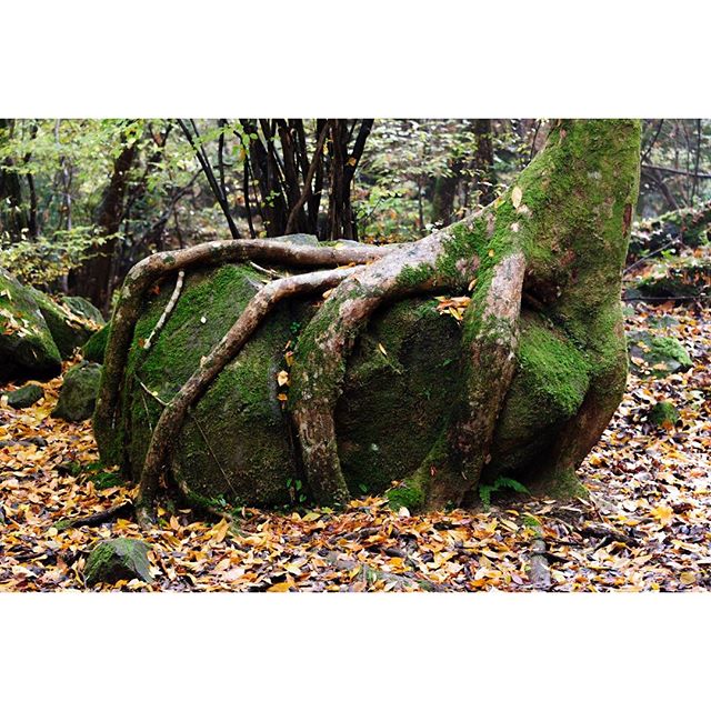 #instagramers #instagramJapan #icu_japan #top_pointfview #team_jp_ #team_jp_西 #ig_photooftheday #ig_japan #igersjp  #wu_japan #ig_nihon #Lovers_Nippon  #ig_nippon #love_nippon #ip_gallery #photoisland #Fukuoka  #ip_connect #tokyocameraclub #東京カメラ部 #ink361_asia #写真好きな人と繋がりたい #ファインダー越しの私の世界 #樹木