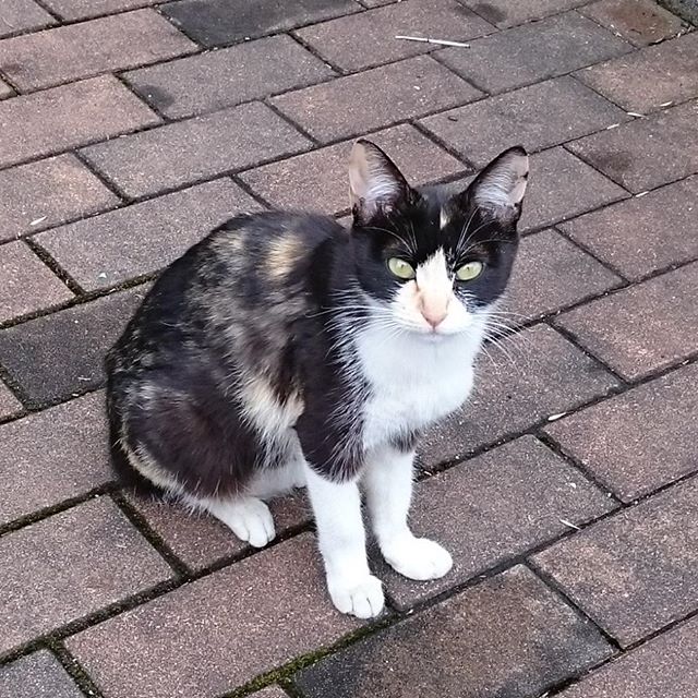 ＃野良猫　子供が居るけど隠れていて撮れませんでした。#instagramers #instagramJapan #icu_japan #top_pointfview #team_jp_ #team_jp_西 #ig_photooftheday #ig_japan #igersjp  #wu_japan #ig_nihon #Lovers_Nippon  #ig_nippon #love_nippon #ip_gallery #photoisland #Fukuoka  #ip_connect #tokyocameraclub #東京カメラ部 #ink361_asia #写真好きな人と繋がりたい #ファインダー越しの私の世界 #ねこ部