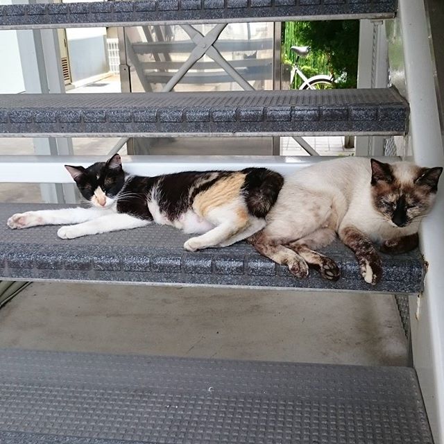 #野良猫　お昼寝中でした。相変わらず子猫には逃げられました。　#instagramers #instagramJapan #icu_japan #top_pointfview #team_jp_ #team_jp_西 #ig_photooftheday #ig_japan #igersjp  #wu_japan #ig_nihon #Lovers_Nippon  #ig_nippon #love_nippon #ip_gallery #photoisland #Fukuoka  #ip_connect #tokyocameraclub #東京カメラ部 #ink361_asia #写真好きな人と繋がりたい #ファインダー越しの私の世界 #ねこ　#ねこ部