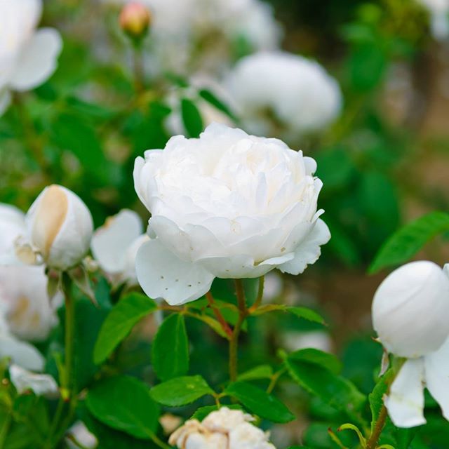 #instagramers #instagramjapan #icu_japan #top_pointfview #team_jp_ #team_jp_西 #ig_photooftheday #ig_japan #igersjp  #wu_japan #ig_nihon #lovers_nippon  #ig_nippon #love_nippon #ip_gallery #photoisland #fukuoka  #ip_connect #tokyocameraclub #東京カメラ部 #ink361_asia #写真好きな人と繋がりたい #ファインダー越しの私の世界 #はなまっぷ #花フレンド #ザ花部