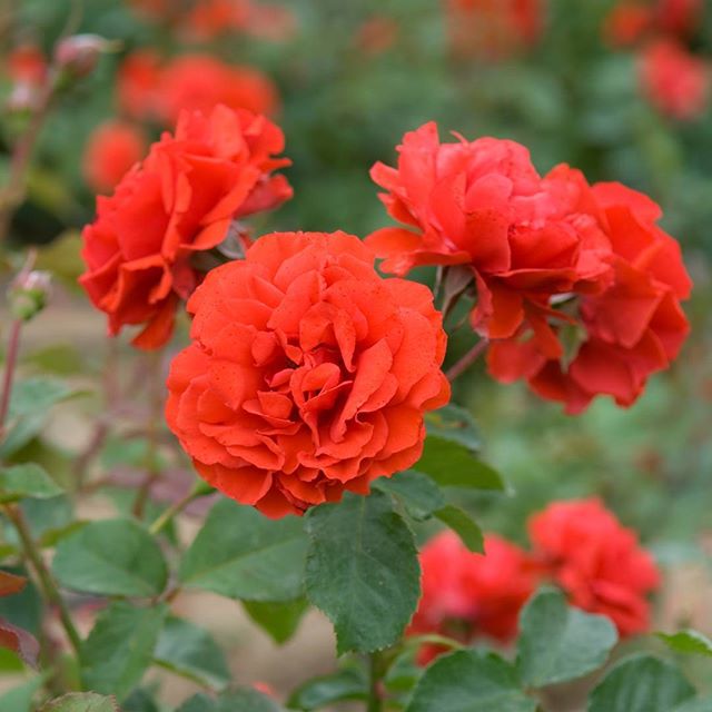 #instagramers #instagramjapan #icu_japan #top_pointfview #team_jp_ #team_jp_西 #ig_photooftheday #ig_japan #igersjp  #wu_japan #ig_nihon #lovers_nippon  #ig_nippon #love_nippon #ip_gallery #photoisland #fukuoka  #ip_connect #tokyocameraclub #東京カメラ部 #ink361_asia #写真好きな人と繋がりたい #ファインダー越しの私の世界 #はなまっぷ  #花フレンド #ザ花部