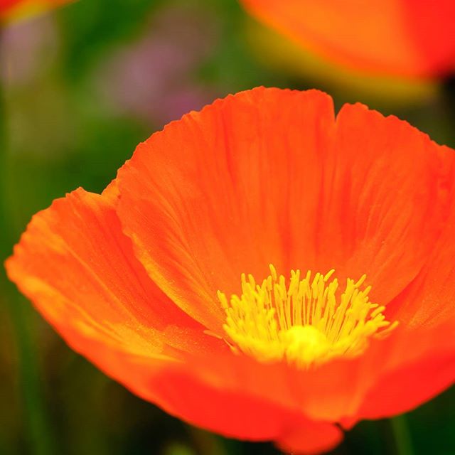 #instagramers #instagramjapan #icu_japan #top_pointfview #team_jp_ #team_jp_西 #ig_photooftheday #ig_japan #igersjp  #wu_japan #ig_nihon #lovers_nippon  #ig_nippon #love_nippon #ip_gallery #photoisland #fukuoka  #ip_connect #tokyocameraclub #東京カメラ部 #ink361_asia #写真好きな人と繋がりたい #ファインダー越しの私の世界 #はなまっぷ #花フレンド #ザ花部