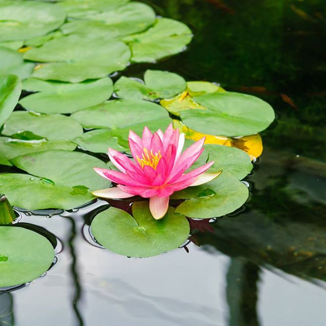 #instagramers #instagramJapan #icu_japan #top_pointfview #team_jp_ #team_jp_西 #ig_photooftheday #ig_japan #igersjp  #wu_japan #ig_nihon #Lovers_Nippon  #ig_nippon #love_nippon #ip_gallery #photoisland #Fukuoka  #ip_connect #tokyocameraclub #東京カメラ部 #ink361_asia #写真好きな人と繋がりたい #ファインダー越しの私の世界 #はなまっぷ 　#花フレンド　#ザ花部