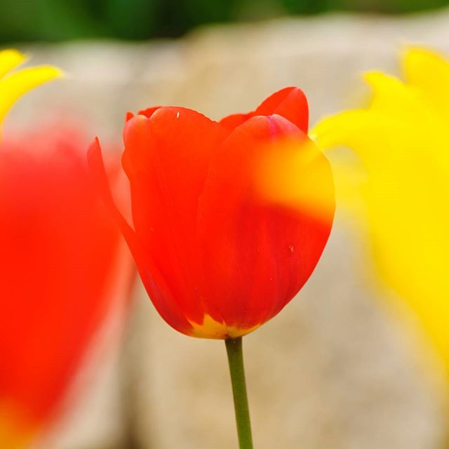 #instagramers #instagramjapan #icu_japan #top_pointfview #team_jp_ #team_jp_西 #ig_photooftheday #ig_japan #igersjp  #wu_japan #ig_nihon #lovers_nippon  #ig_nippon #love_nippon #ip_gallery #photoisland #fukuoka  #ip_connect #tokyocameraclub #東京カメラ部 #ink361_asia #写真好きな人と繋がりたい #ファインダー越しの私の世界 #はなまっぷ #花フレンド #ザ花部