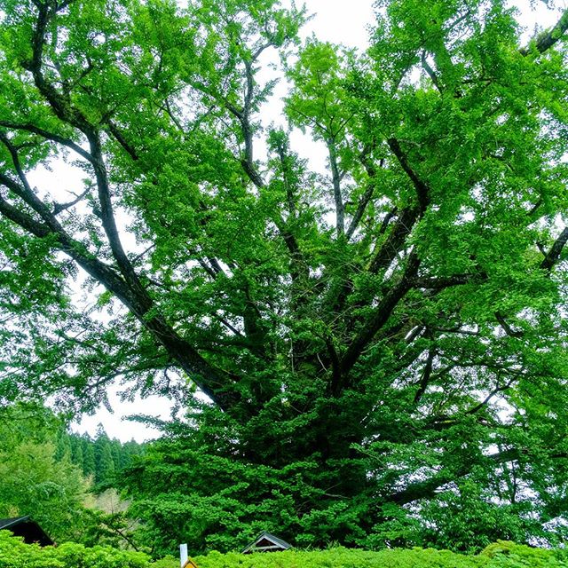 #新緑　#instagramers #instagramJapan #icu_japan #top_pointfview #team_jp_ #team_jp_西 #ig_photooftheday #ig_japan #igersjp  #wu_japan #ig_nihon #Lovers_Nippon  #ig_nippon #love_nippon #ip_gallery #photoisland #Fukuoka  #ip_connect #tokyocameraclub #東京カメラ部 #ink361_asia #写真好きな人と繋がりたい #ファインダー越しの私の世界 #風景　#樹木