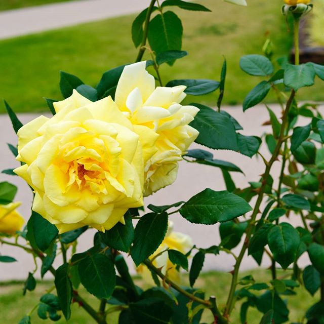 #instagramers #instagramjapan #icu_japan #top_pointfview #team_jp_ #team_jp_西 #ig_photooftheday #ig_japan #igersjp  #wu_japan #ig_nihon #lovers_nippon  #ig_nippon #love_nippon #ip_gallery #photoisland #fukuoka  #ip_connect #tokyocameraclub #東京カメラ部 #ink361_asia #写真好きな人と繋がりたい #ファインダー越しの私の世界 #はなまっぷ  #花フレンド #ザ花部