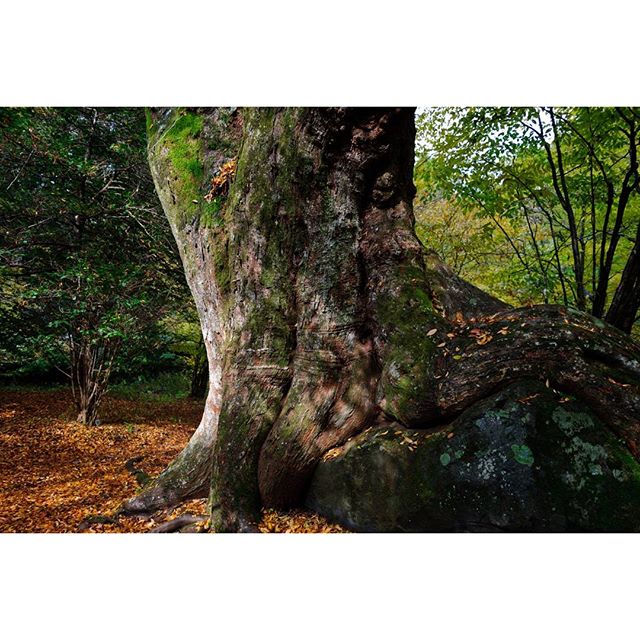 #instagramers #instagramjapan #icu_japan #top_pointfview #team_jp_ #team_jp_西 #ig_photooftheday #ig_japan #igersjp  #wu_japan #ig_nihon #lovers_nippon  #ig_nippon #love_nippon #ip_gallery #photoisland #fukuoka  #ip_connect #tokyocameraclub #東京カメラ部 #ink361_asia #写真好きな人と繋がりたい #ファインダー越しの私の世界 #樹木 #風景