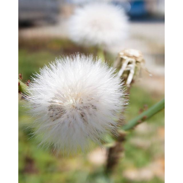 #instagramers #instagramjapan #icu_japan #top_pointfview #team_jp_ #team_jp_西 #ig_photooftheday #ig_japan #igersjp  #wu_japan #ig_nihon #lovers_nippon  #ig_nippon #love_nippon #ip_gallery #photoisland #fukuoka  #ip_connect #tokyocameraclub #東京カメラ部 #ink361_asia #写真好きな人と繋がりたい #ファインダー越しの私の世界