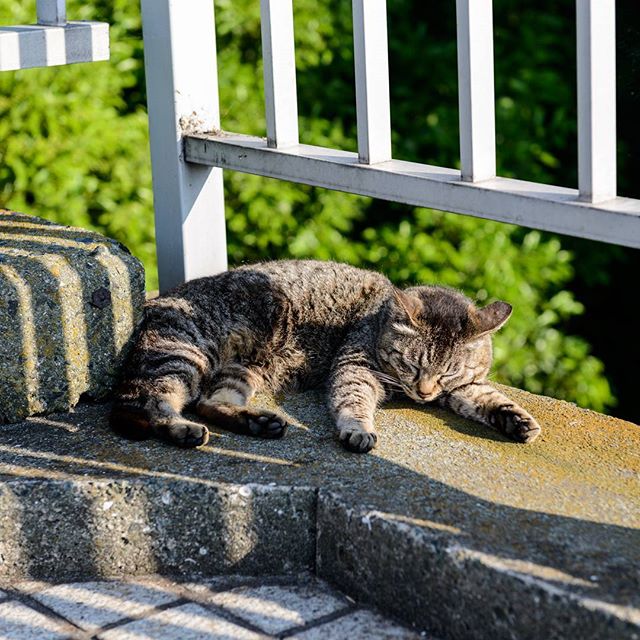 #instagramers #instagramjapan #icu_japan #top_pointfview #team_jp_ #team_jp_西 #ig_photooftheday #ig_japan #igersjp #wu_japan #ig_nihon #lovers_nippon #ig_nippon #love_nippon #ip_gallery #photoisland #fukuoka #ip_connect #tokyocameraclub #東京カメラ部 #ink361_asia #写真好きな人と繋がりたい #ファインダー越しの私の世界 #猫 #にゃんすたぐらむ #野良猫