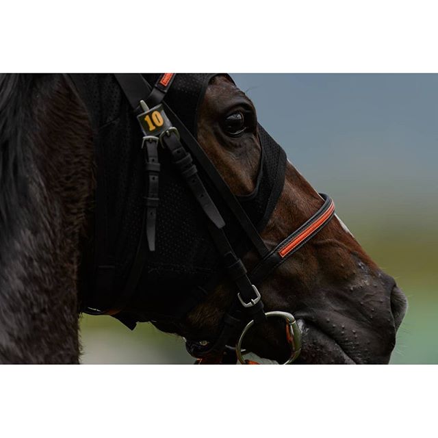 #サラブレッド　#instagramers #instagramjapan #icu_japan #top_pointfview #team_jp_ #team_jp_西 #ig_photooftheday #ig_japan #igersjp  #wu_japan #ig_nihon #lovers_nippon  #ig_nippon #love_nippon #ip_gallery #photoisland #fukuoka  #ip_connect #tokyocameraclub #東京カメラ部 #ink361_asia #写真好きな人と繋がりたい #ファインダー越しの私の世界 #競走馬 #競馬