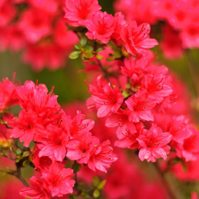 #instagramers #instagramjapan #icu_japan #top_pointfview #team_jp_ #team_jp_西 #ig_photooftheday #ig_japan #igersjp  #wu_japan #ig_nihon #lovers_nippon  #ig_nippon #love_nippon #ip_gallery #photoisland #fukuoka  #ip_connect #tokyocameraclub #東京カメラ部 #ink361_asia #写真好きな人と繋がりたい #ファインダー越しの私の世界 #はなまっぷ #花フレンド #ザ花部