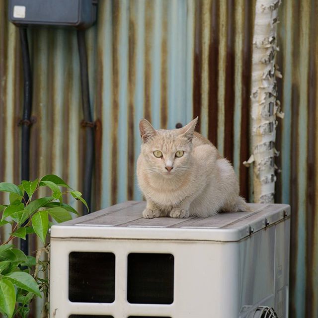 #instagramers #instagramjapan #icu_japan #top_pointfview #team_jp_ #team_jp_西 #ig_photooftheday #ig_japan #igersjp  #wu_japan #ig_nihon #lovers_nippon  #ig_nippon #love_nippon #ip_gallery #photoisland #fukuoka  #ip_connect #tokyocameraclub #東京カメラ部 #ink361_asia #写真好きな人と繋がりたい #ファインダー越しの私の世界 #nekoclub_jpn #neko #にゃんすたぐらむ