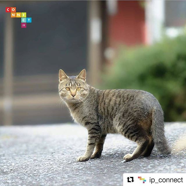 #Repost @ip_connect with @repostapp・・・---------------------------------------------------Hello .. Salutations from Taiwan!! It's Wish @wish2c63 ,highlighting my favorite photograph from #ip_connect Tag . Congratulations @duke.kato Hope you liked it too! So.. please go and visit this nature enthusiast's feed and show some IG love ! Stay tuned for more!!--------------------------------------------------- #IP_CONNECT 👬is a part of @insta_pickAn ultimate zone to CONNECT with your Nature lover Friends !!Follow us @ip_connect & @ip_blossomsand keep tagging your wonderful shots to #ip_connect #ip_blossomsand get picked.---------------------------------------------------#duke_kato_ip選ばれて嬉しいです。