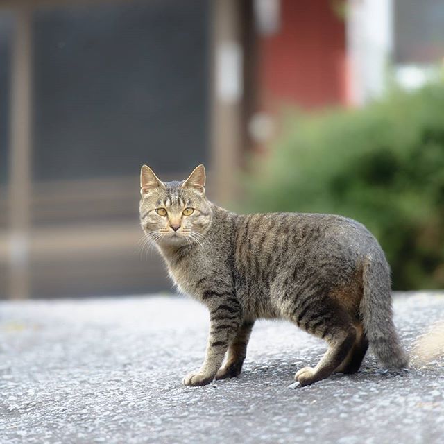 #instagramers #instagramjapan #icu_japan #top_pointfview #team_jp_ #team_jp_西 #ig_photooftheday #ig_japan #igersjp  #wu_japan #ig_nihon #lovers_nippon  #ig_nippon #love_nippon #ip_gallery #photoisland #fukuoka  #ip_connect #tokyocameraclub #東京カメラ部 #ink361_asia #写真好きな人と繋がりたい #ファインダー越しの私の世界