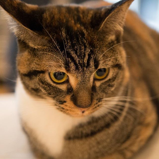 #instagramers #instagramjapan #icu_japan #top_pointfview #team_jp_ #team_jp_西 #ig_photooftheday #ig_japan #igersjp  #wu_japan #ig_nihon #lovers_nippon  #ig_nippon #love_nippon #ip_gallery #photoisland #fukuoka  #ip_connect #tokyocameraclub #東京カメラ部 #ink361_asia #写真好きな人と繋がりたい #ファインダー越しの私の世界　#nekoclub_jpn #ねこ部