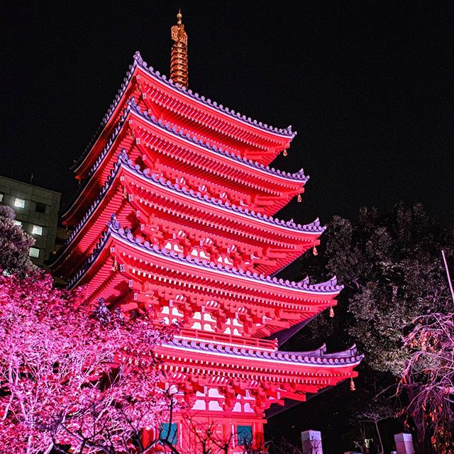 #instagramers #instagramjapan #icu_japan #top_pointfview #team_jp_ #team_jp_西 #ig_photooftheday #ig_japan #igersjp  #wu_japan #ig_nihon #lovers_nippon  #ig_nippon #love_nippon #ip_gallery #photoisland #fukuoka  #ip_connect #tokyocameraclub #東京カメラ部 #ink361_asia #写真好きな人と繋がりたい #ファインダー越しの私の世界 #ライトアップ #寺
