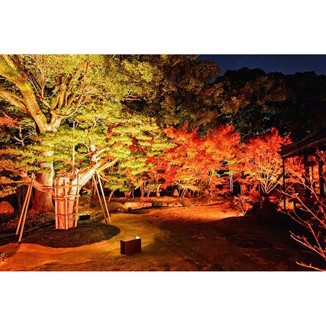 #instagramers #instagramjapan #icu_japan #top_pointfview #team_jp_ #team_jp_西 #ig_photooftheday #ig_japan #igersjp  #wu_japan #ig_nihon #lovers_nippon  #ig_nippon #love_nippon #ip_gallery #photoisland #fukuoka  #ip_connect #tokyocameraclub #東京カメラ部 #ink361_asia #写真好きな人と繋がりたい #ファインダー越しの私の世界