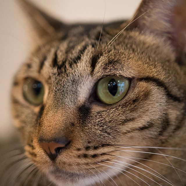 #instagramers #instagramjapan #icu_japan #top_pointfview #team_jp_ #team_jp_西 #ig_photooftheday #ig_japan #igersjp  #wu_japan #ig_nihon #lovers_nippon  #ig_nippon #love_nippon #ip_gallery #photoisland #fukuoka  #ip_connect #tokyocameraclub #東京カメラ部 #ink361_asia #写真好きな人と繋がりたい #ファインダー越しの私の世界 #nekoclub_jpn #猫