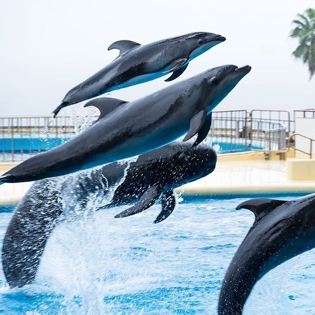 #instagramers #instagramjapan #icu_japan #top_pointfview #team_jp_ #team_jp_西 #ig_photooftheday #ig_japan #igersjp  #wu_japan #ig_nihon #lovers_nippon  #ig_nippon #love_nippon #ip_gallery #photoisland #fukuoka  #ip_connect #tokyocameraclub #東京カメラ部 #ink361_asia #写真好きな人と繋がりたい #ファインダー越しの私の世界 #マリンワールド海の中道