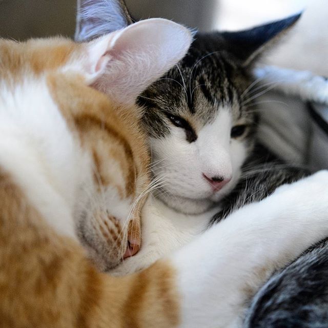 #instagramers #instagramjapan #icu_japan #top_pointfview #team_jp_ #team_jp_西 #ig_photooftheday #ig_japan #igersjp  #wu_japan #ig_nihon #lovers_nippon  #ig_nippon #love_nippon #ip_gallery #photoisland #fukuoka  #ip_connect #tokyocameraclub #福岡 #東京カメラ部 #ink361_asia #写真好きな人と繋がりたい #ファインダー越しの私の世界 #nekoclub