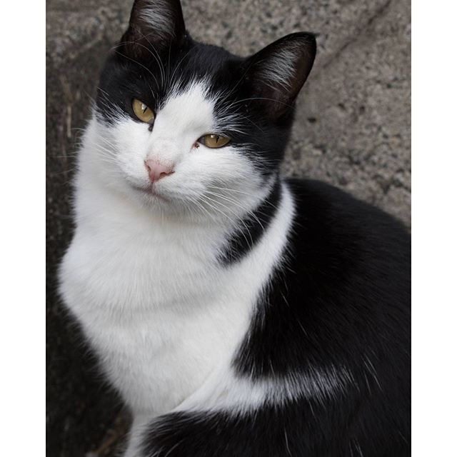 #instagramers #instagramjapan #icu_japan #top_pointfview #team_jp_ #team_jp_西 #ig_photooftheday #ig_japan #igersjp  #wu_japan #ig_nihon #lovers_nippon  #ig_nippon #love_nippon #ip_gallery #photoisland #fukuoka  #ip_connect #tokyocameraclub #福岡 #東京カメラ部 #ink361_asia #写真好きな人と繋がりたい #ファインダー越しの私の世界　#nekoclub_jpn