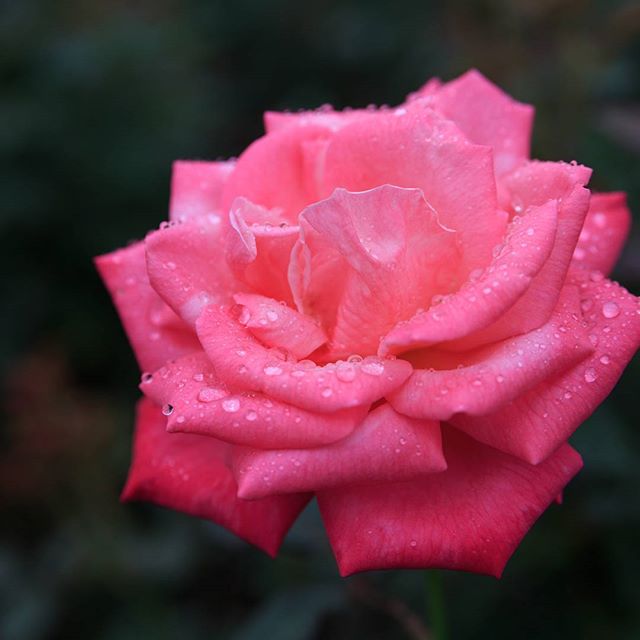 #instagramers #instagramjapan #icu_japan #top_pointfview #team_jp_ #team_jp_西 #ig_photooftheday #ig_japan #igersjp  #wu_japan #ig_nihon #lovers_nippon  #ig_nippon #love_nippon #ip_gallery #photoisland #fukuoka  #ip_connect #tokyocameraclub #福岡 #東京カメラ部 #ink361_asia #写真好きな人と繋がりたい #ファインダー越しの私の世界 #はなまっぷ #花フレンド #ザ花部