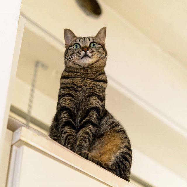 ビックリ　#instagramers #instagramjapan #icu_japan #top_pointfview #team_jp_ #team_jp_西 #ig_photooftheday #ig_japan #igersjp  #wu_japan #ig_nihon #lovers_nippon  #ig_nippon #love_nippon #ip_gallery #photoisland #fukuoka  #ip_connect #tokyocameraclub #福岡 #東京カメラ部 #ink361_asia #japan#写真好きな人と繋がりたい #ファインダー越し私の世界 #nekoclub