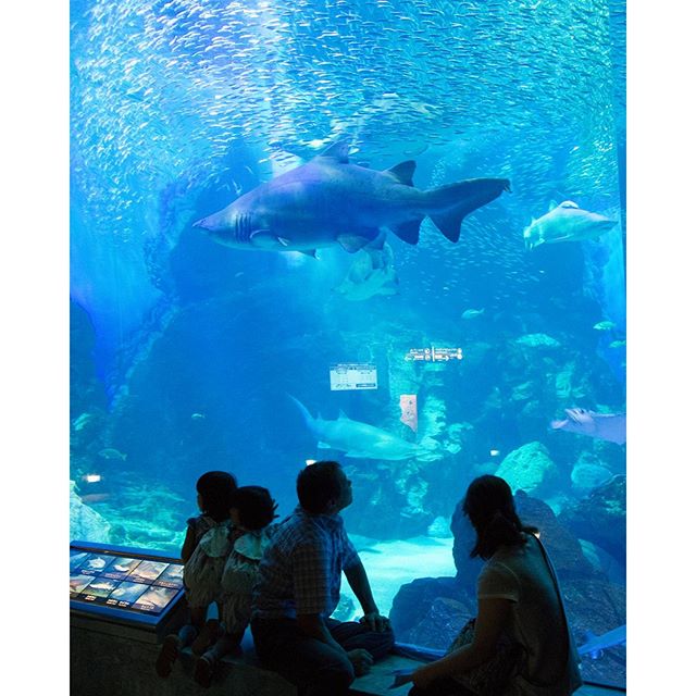 #instagramers #instagramjapan #icu_japan #top_pointfview #team_jp_ #team_jp_西 #ig_photooftheday #ig_japan #igersjp  #wu_japan #ig_nihon #lovers_nippon  #ig_nippon #love_nippon #ip_gallery #photoisland #fukuoka  #ip_connect #tokyocameraclub #福岡 #東京カメラ部 #ink361_asia #japan#写真好きな人と繋がりたい #ファインダー越し私の世界